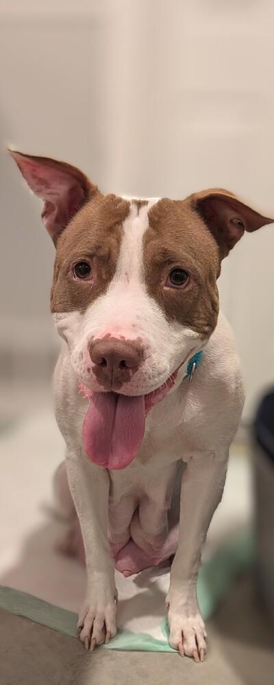 Enlarge Princess, a Adoptable Pit Bull Terrier in Lincoln Park, MI image 3/6
