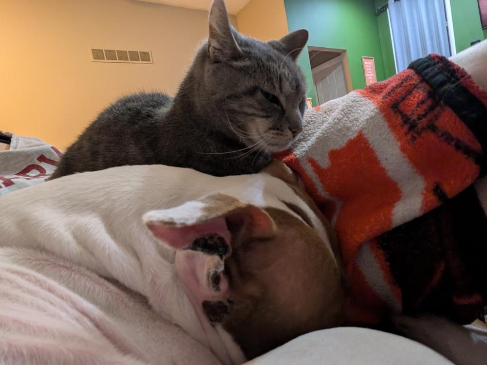 Enlarge Princess, a Adoptable Pit Bull Terrier in Lincoln Park, MI image 4/6