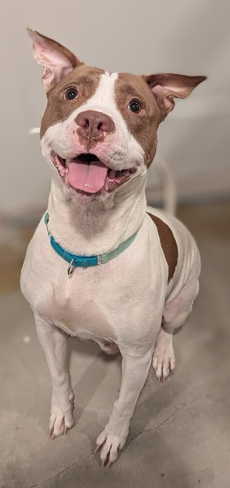 Enlarge Princess, a Adoptable Pit Bull Terrier in Lincoln Park, MI image 5/6