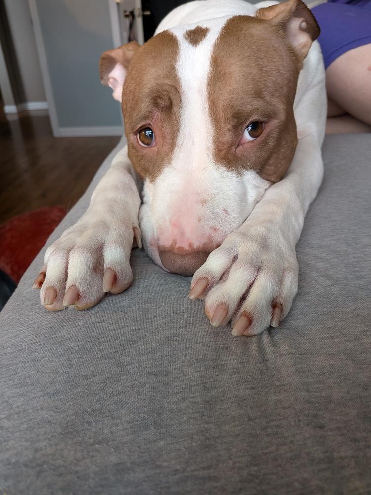 Enlarge Princess, a Adoptable Pit Bull Terrier in Lincoln Park, MI image 6/6