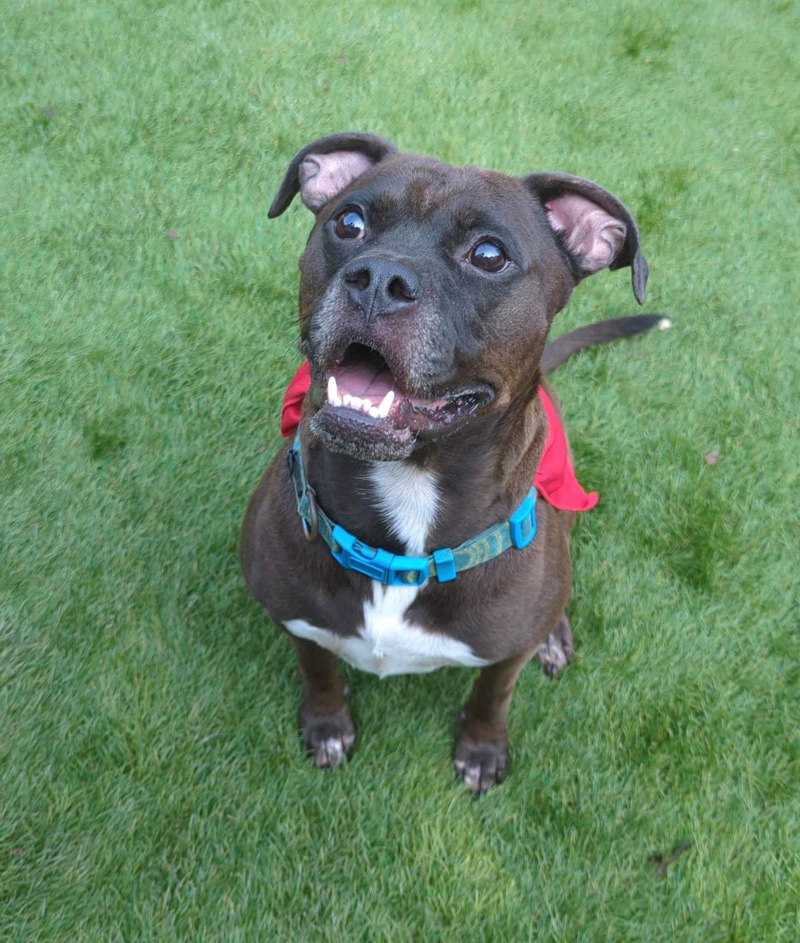 Kage, Adoptable, Young Male Boxer & Pit Bull Terrier.