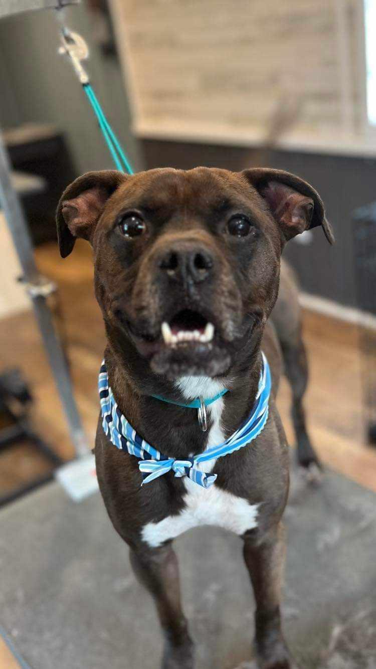 Enlarge Kage, a Adoptable mixed breed in Calhoun, GA image 2/3