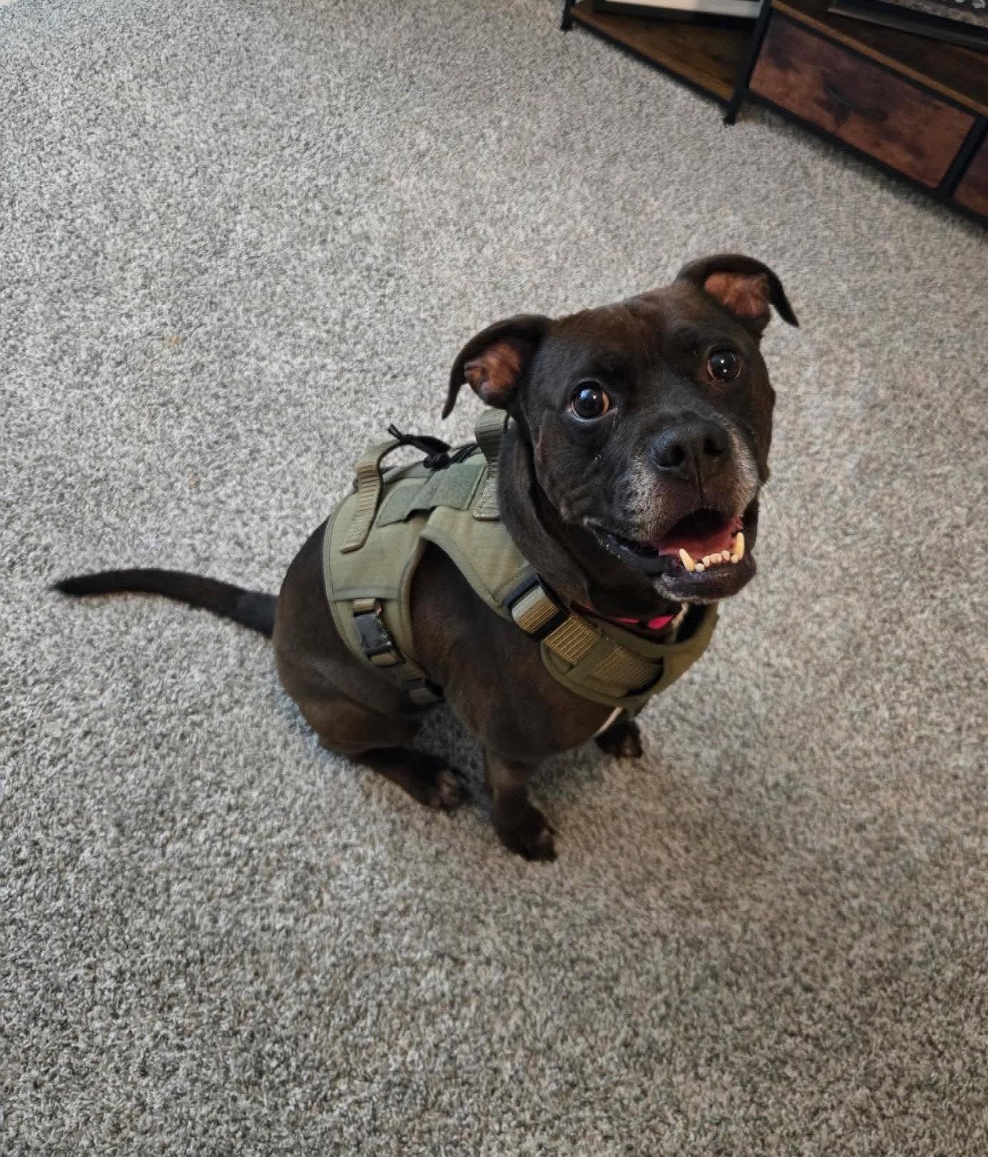 Kage, Adoptable, Young Male Boxer & Pit Bull Terrier.