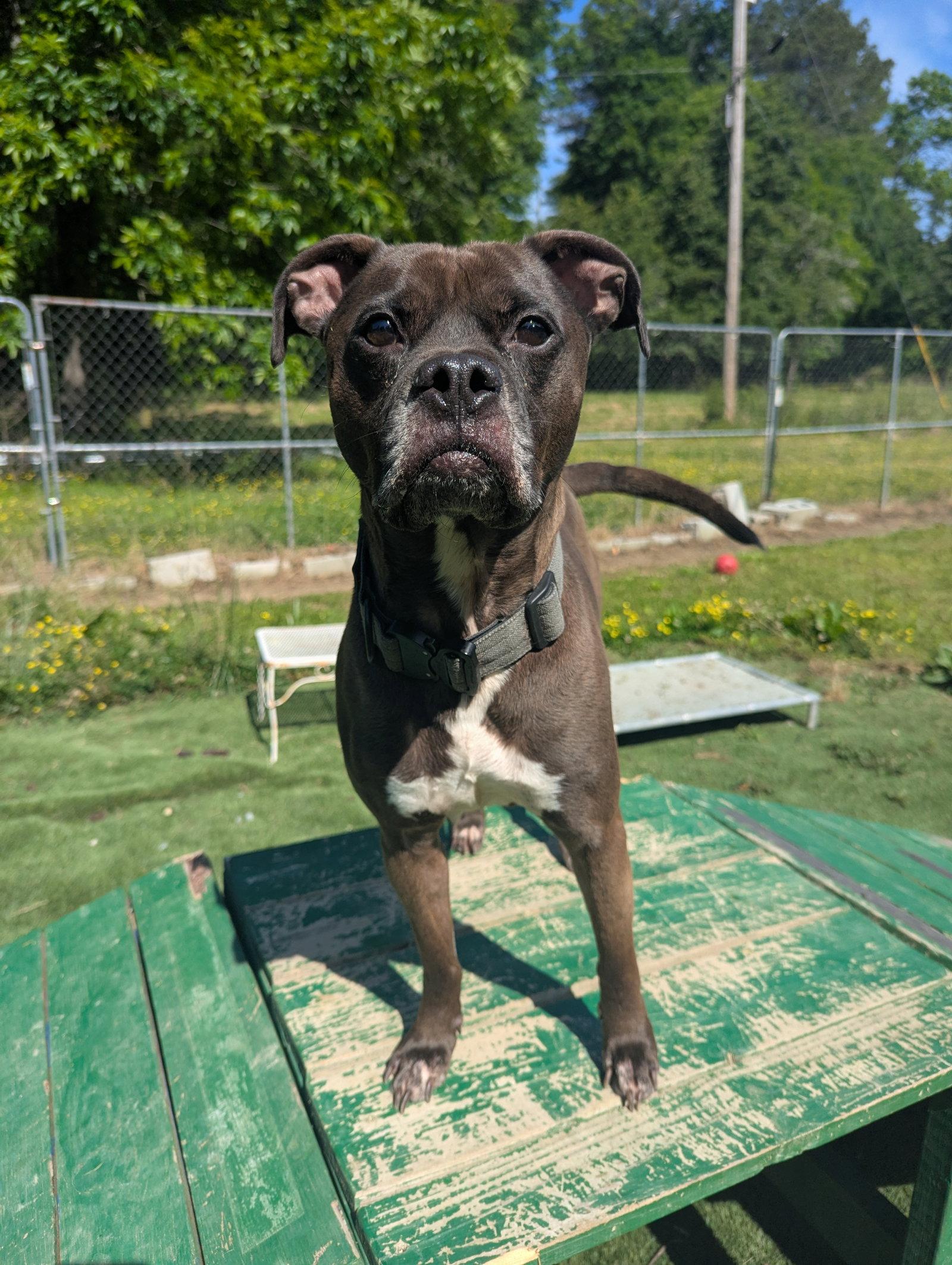 Enlarge Kage, a Adoptable mixed breed in Calhoun, GA image 3/3