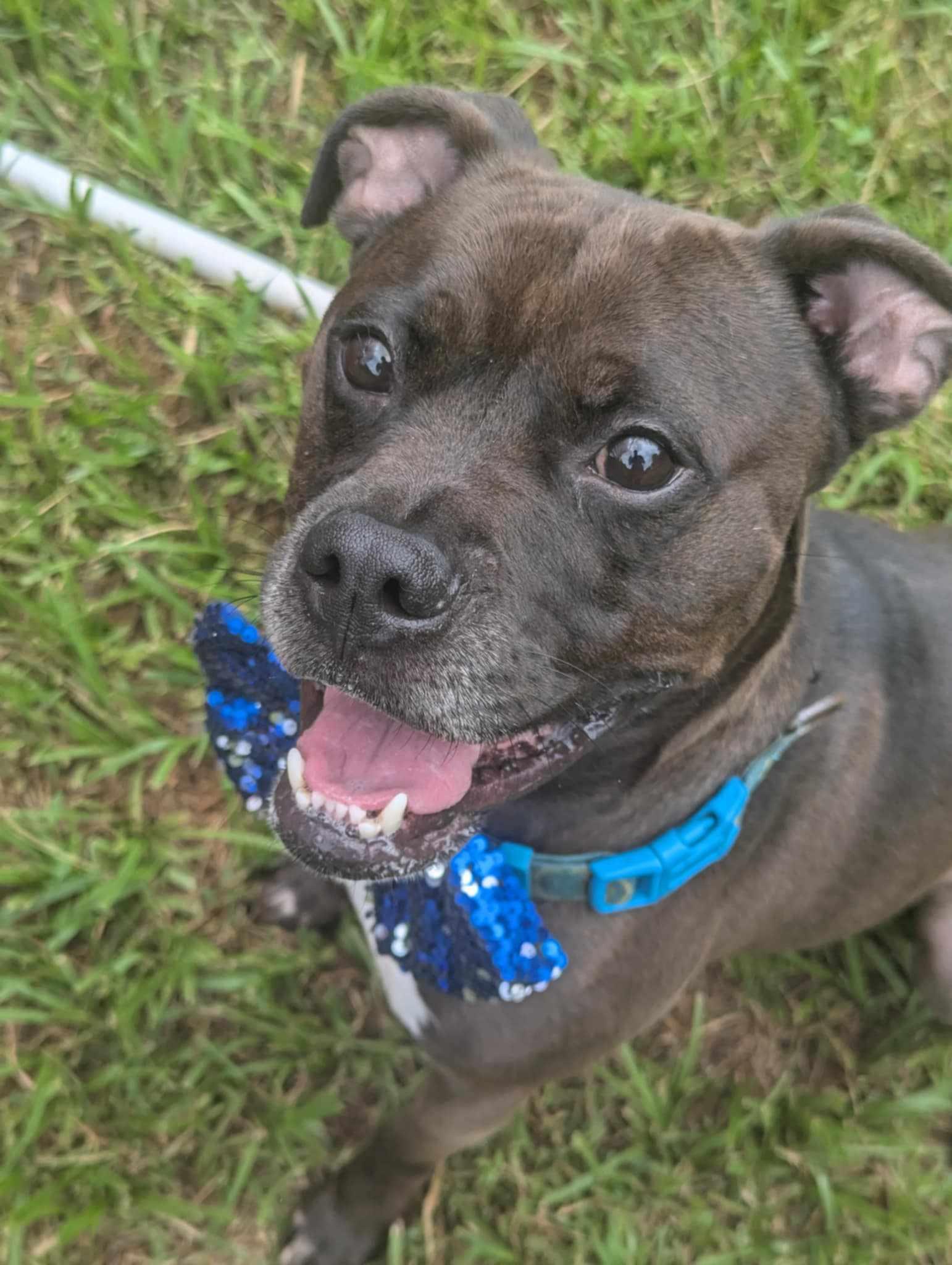 Enlarge Kage, a Adoptable mixed breed in Calhoun, GA image 3/3
