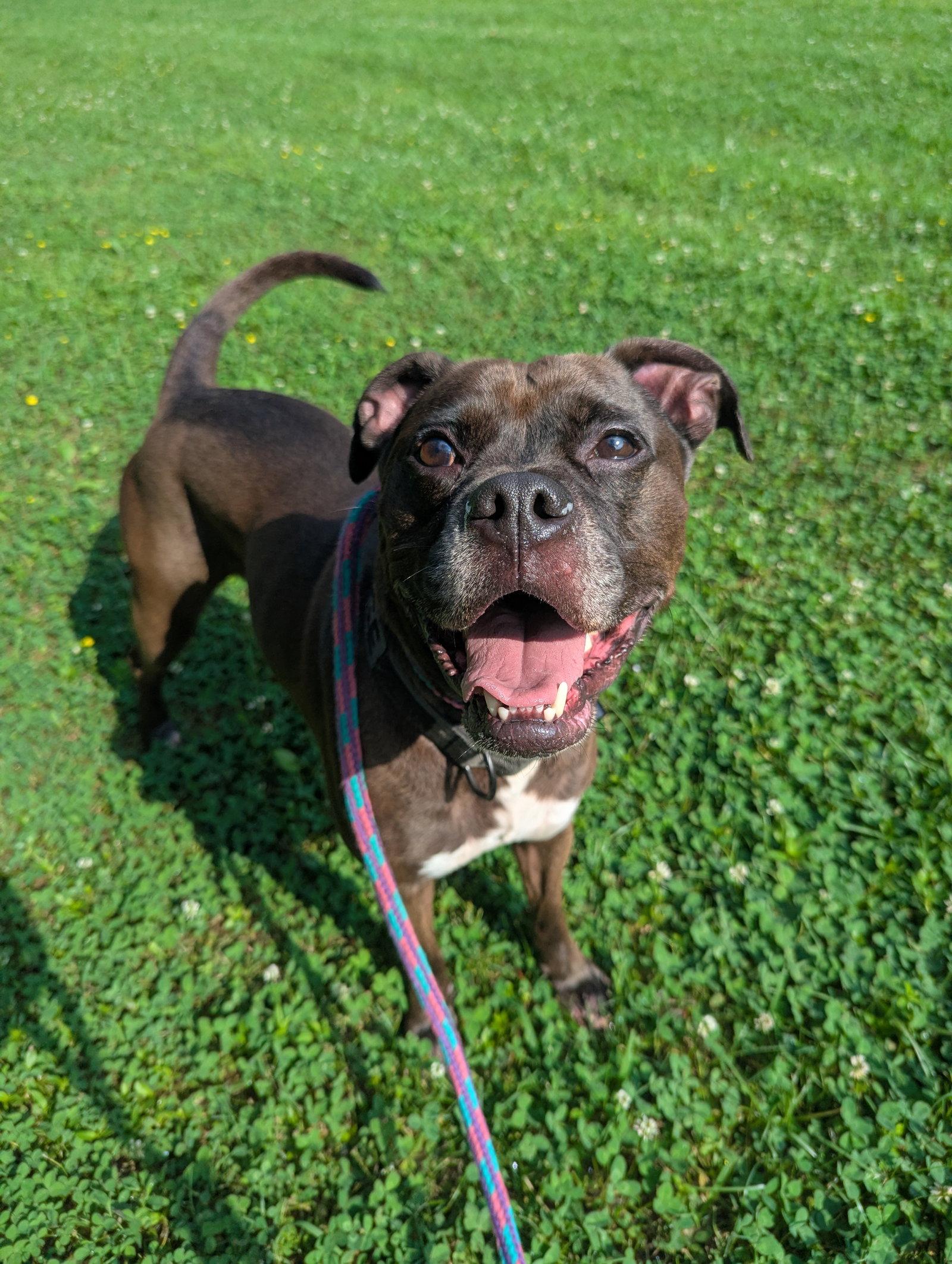 Enlarge Kage, a Adoptable mixed breed in Calhoun, GA image 2/3