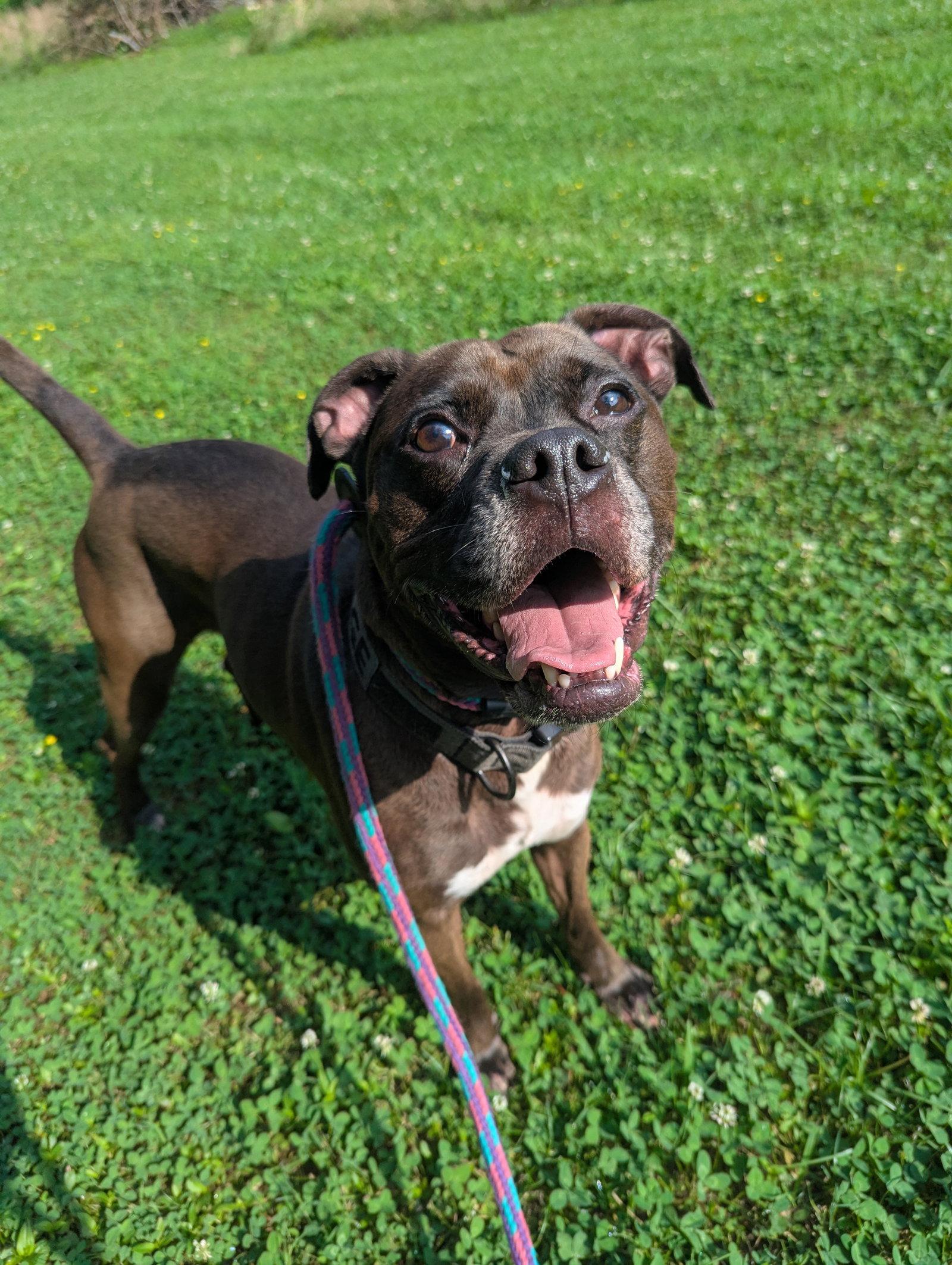 Enlarge Kage, a Adoptable mixed breed in Calhoun, GA image 3/3