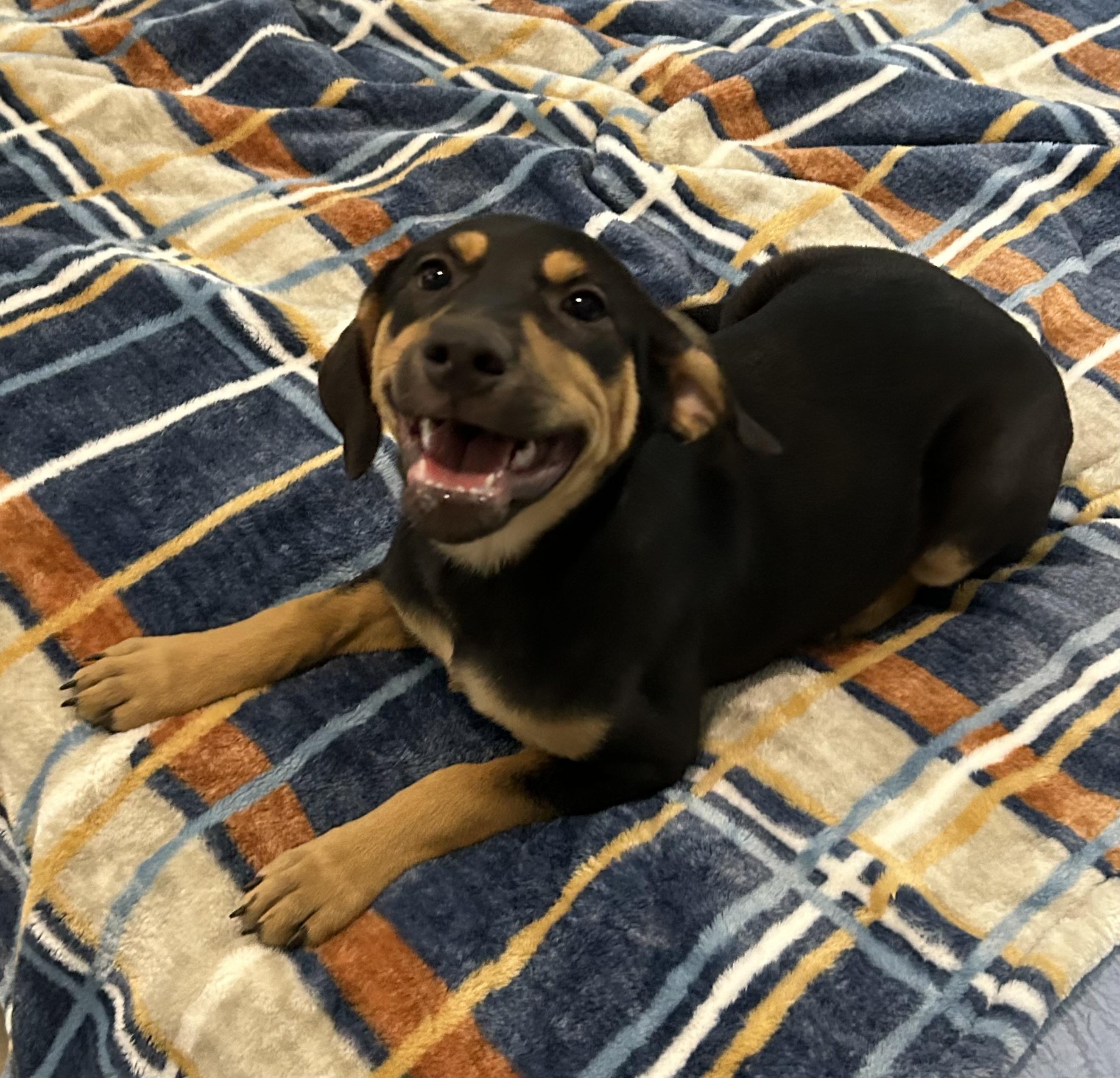 Trixie, Adoptable, Young Female Black and Tan Coonhound.