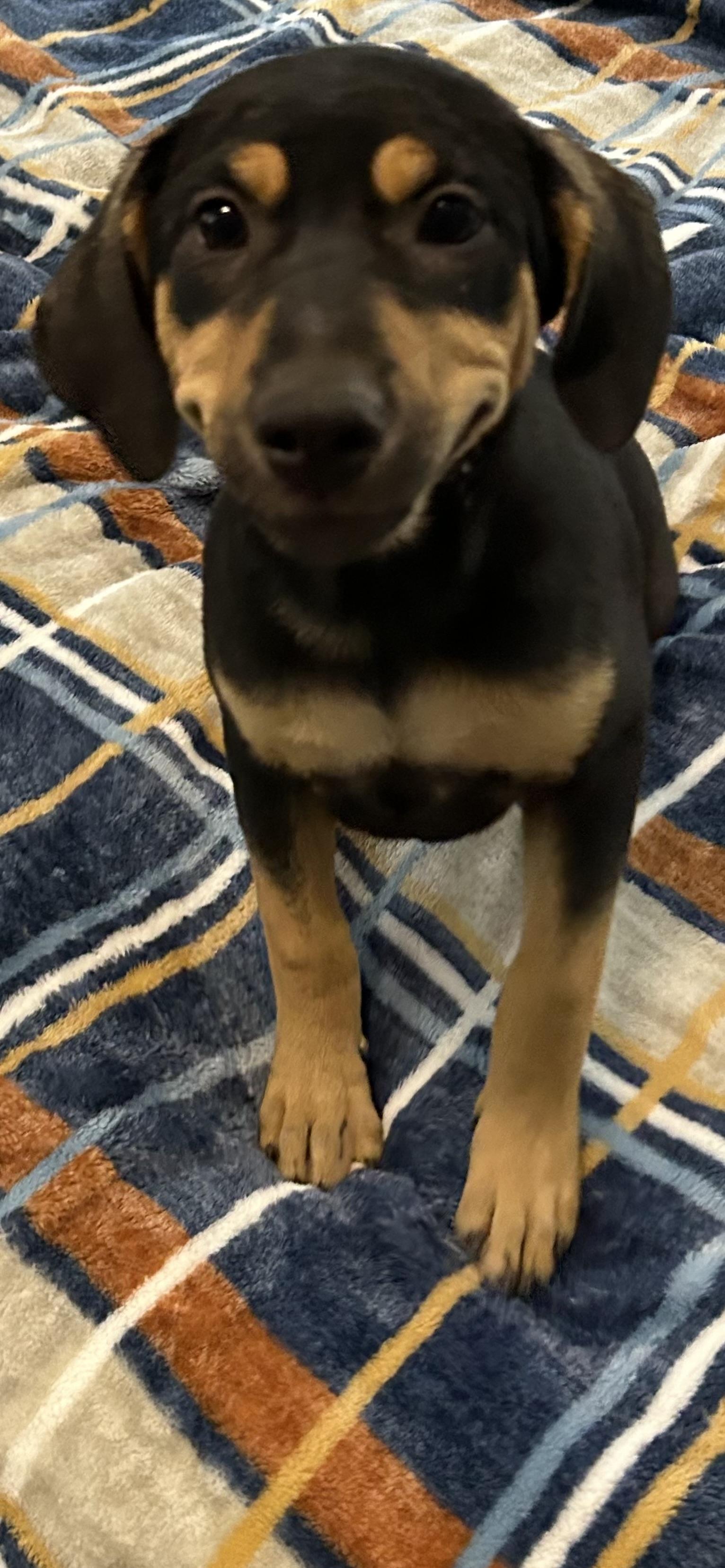 Enlarge Trixie, a Adoptable mixed breed in Bloomington, IL image 2/4