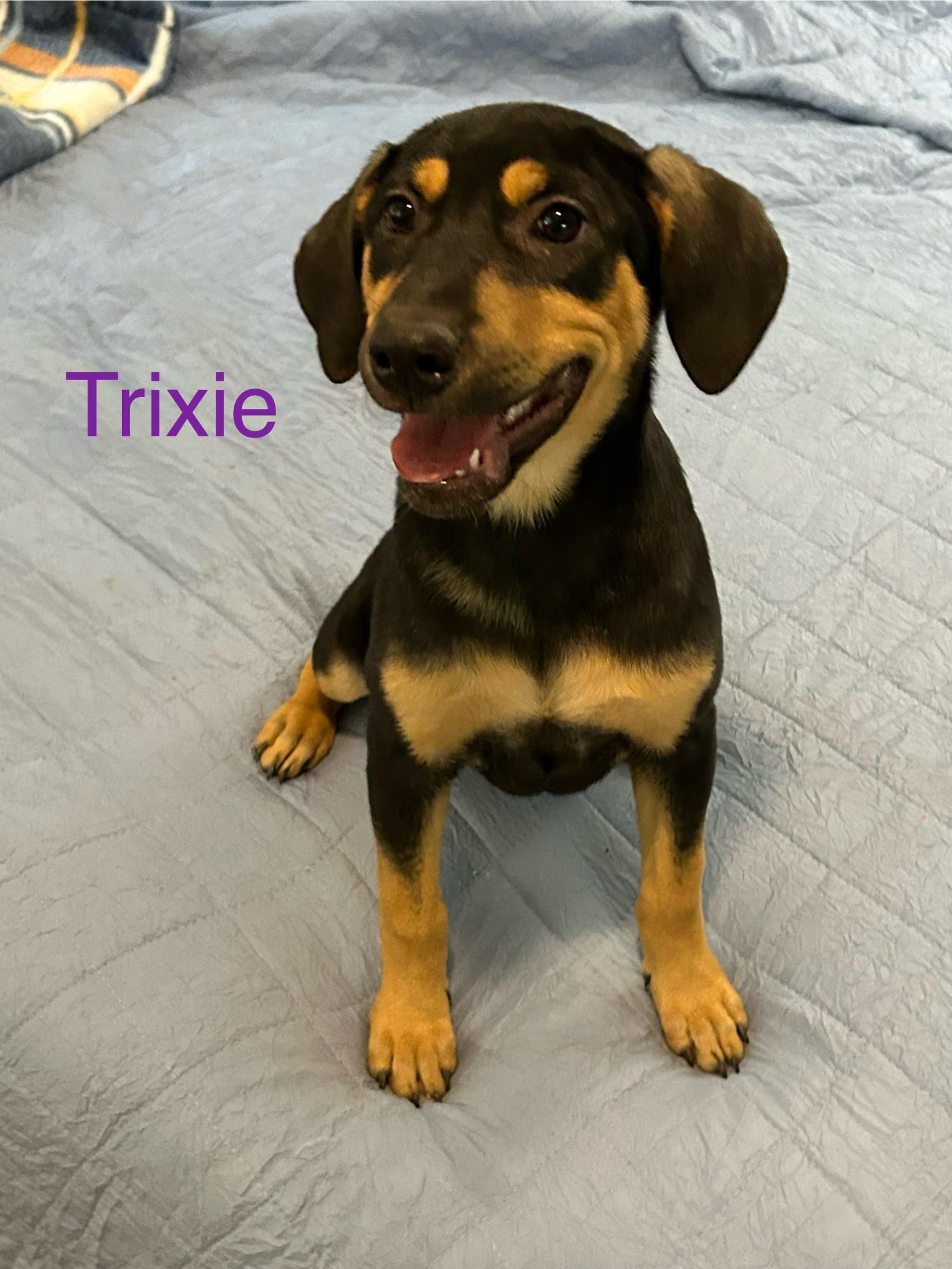 Enlarge Trixie, a Adoptable mixed breed in Bloomington, IL image 3/4