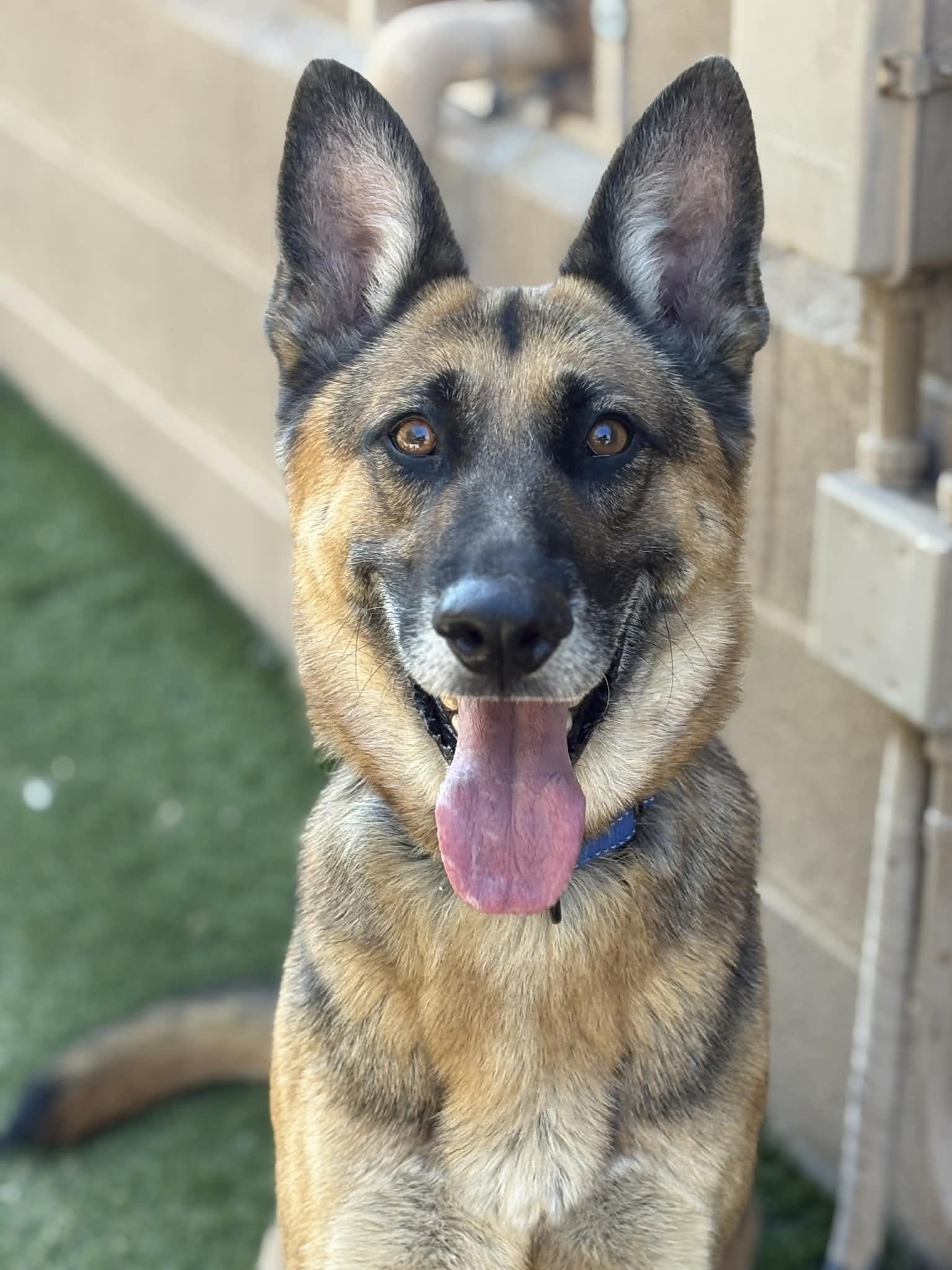 Enlarge Chico - *Courtesy Post*, a Adoptable German Shepherd Dog in Phoenix, AZ image 2/6