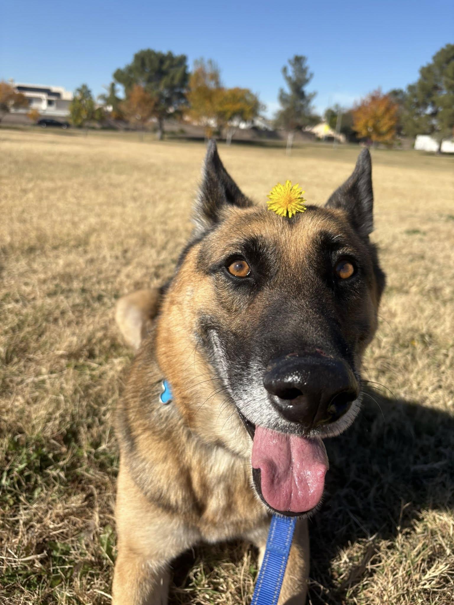 Enlarge Chico - *Courtesy Post*, a Adoptable German Shepherd Dog in Phoenix, AZ image 6/6