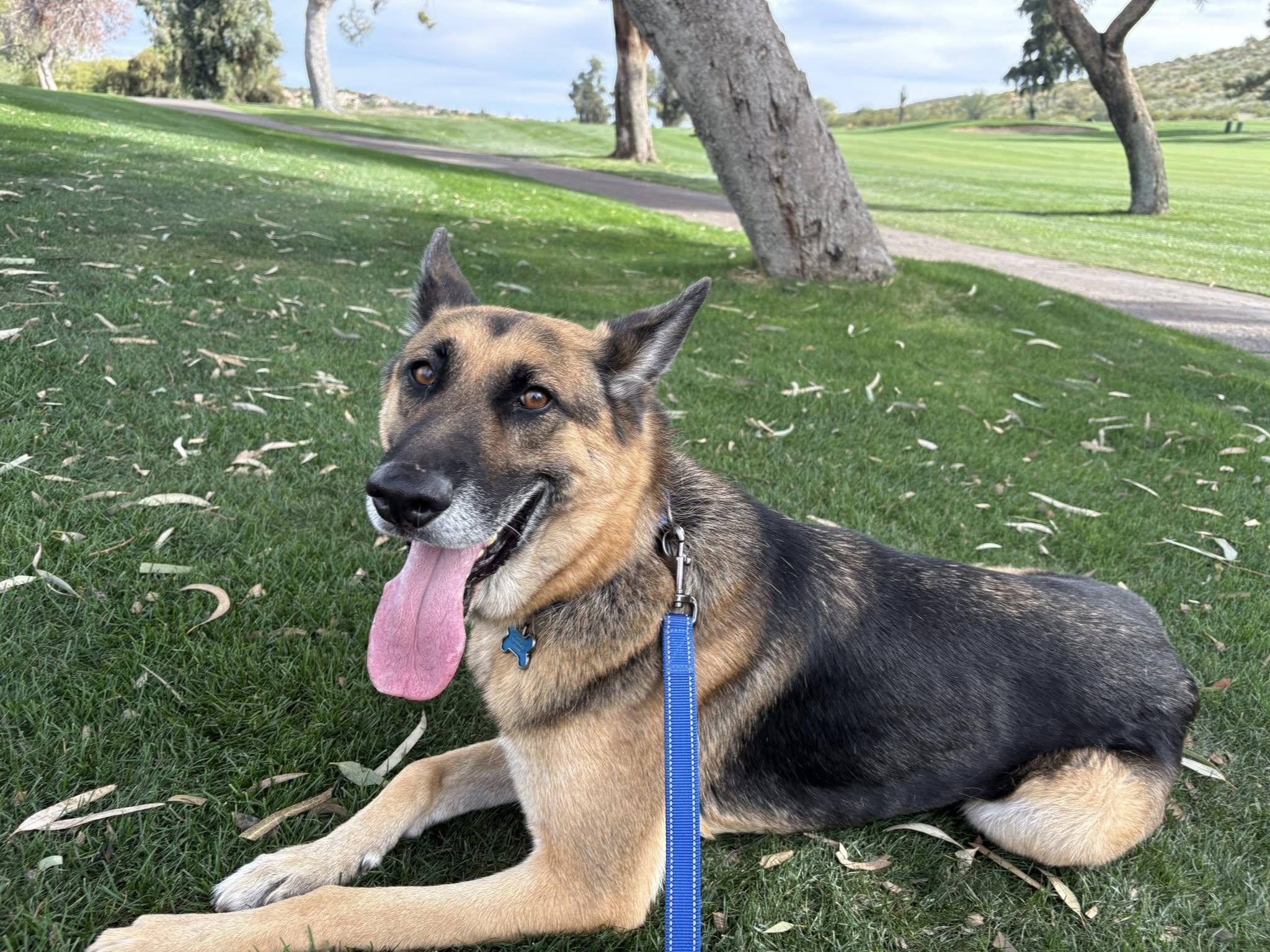 Chico - *Courtesy Post*, Adoptable, Adult Male German Shepherd Dog.