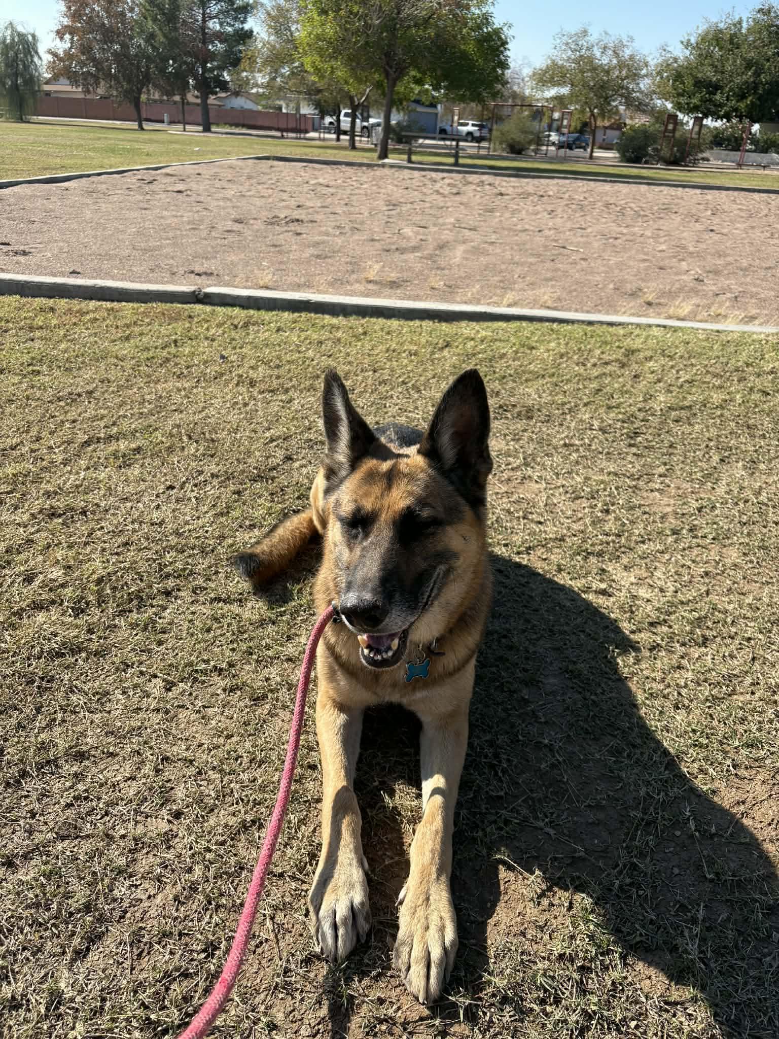 Enlarge Chico - *Courtesy Post*, a Adoptable German Shepherd Dog in Phoenix, AZ image 5/6