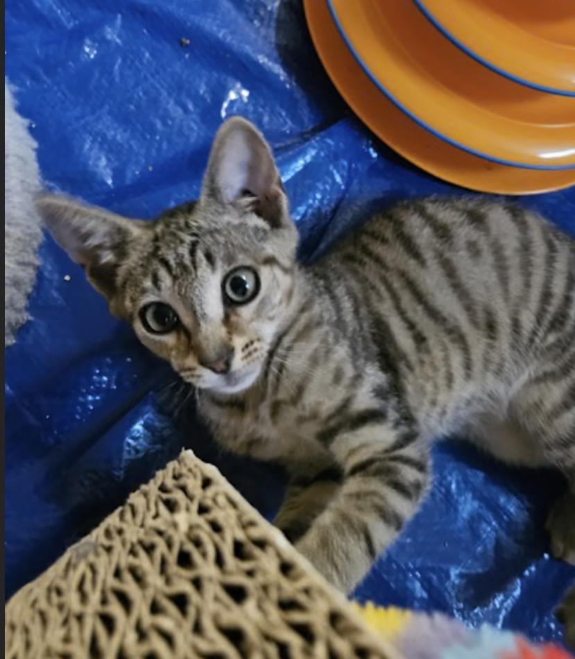 Enlarge Independence, a Adoptable Domestic Short Hair in York, PA image 1/1