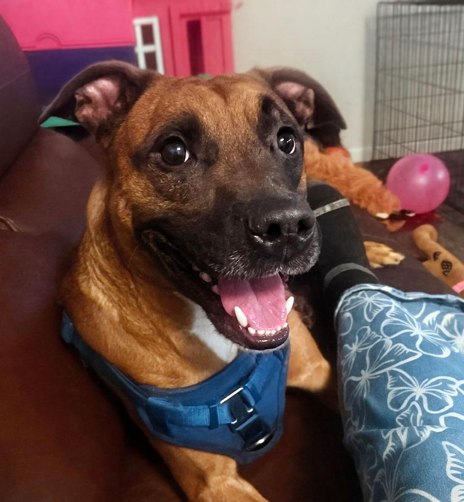 Teddy, a ADOPTABLE mixed breed in Bowie, MD image 1/3