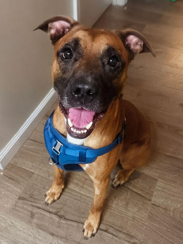 Teddy, a ADOPTABLE mixed breed in Bowie, MD image 2/3