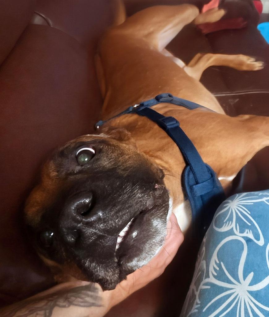 Teddy, a ADOPTABLE mixed breed in Bowie, MD image 3/3