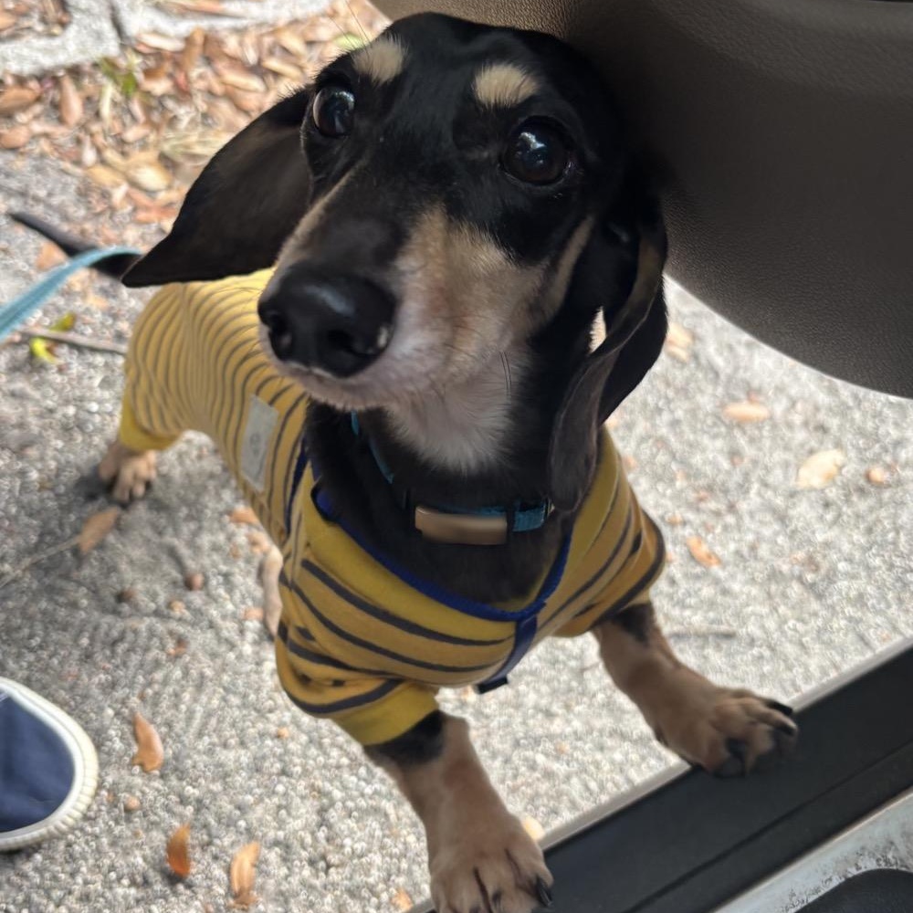 Enlarge Buddy, an adopted Dachshund in Orange Park, FL image 2/6