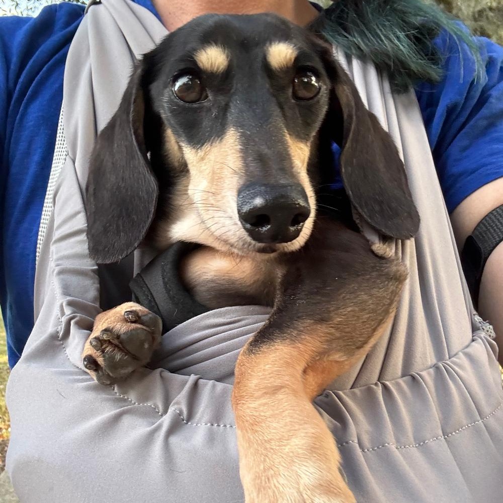 Enlarge Buddy, an adopted Dachshund in Orange Park, FL image 5/6