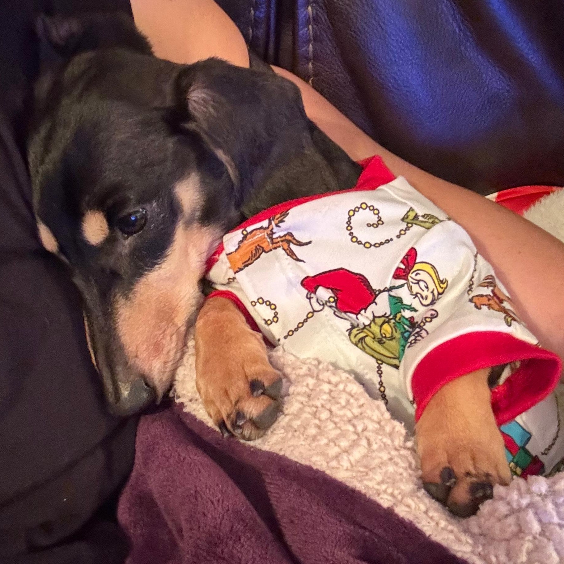 Enlarge Buddy, an adopted Dachshund in Orange Park, FL image 3/6