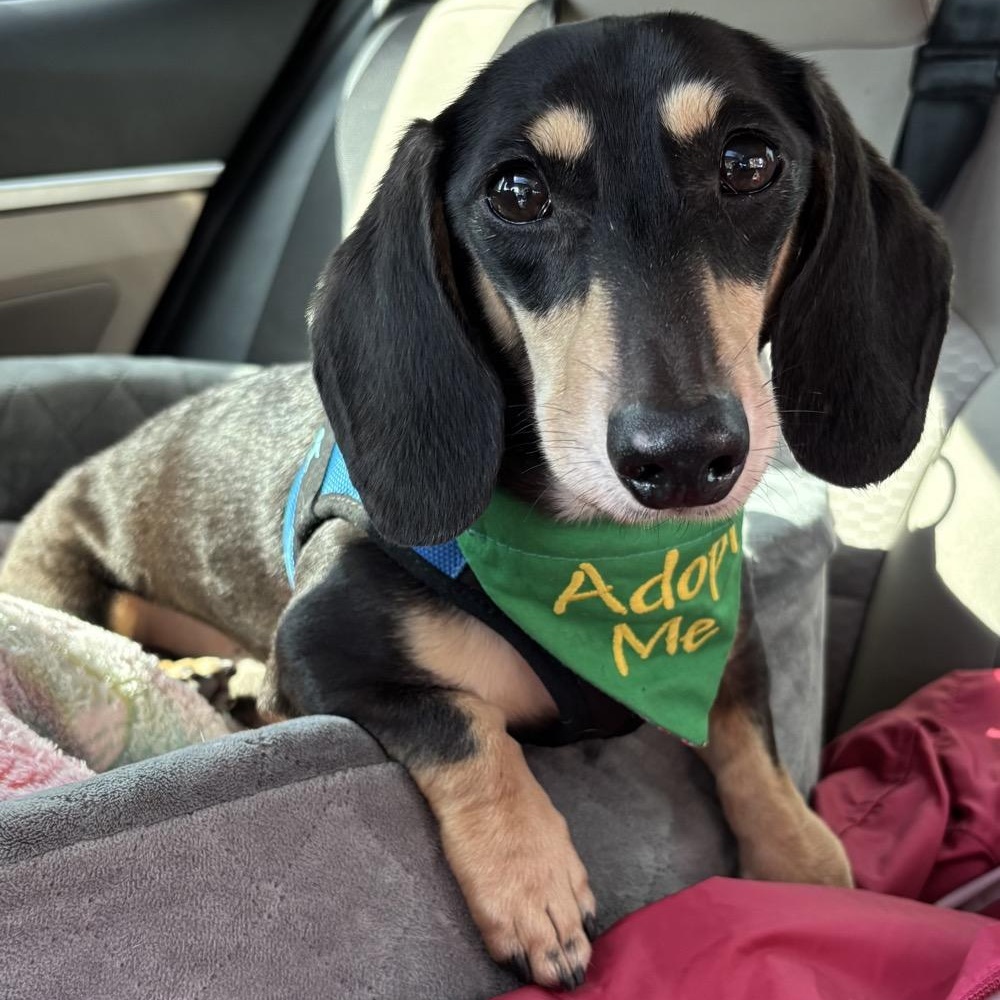 Enlarge Buddy, an adopted Dachshund in Orange Park, FL image 1/6