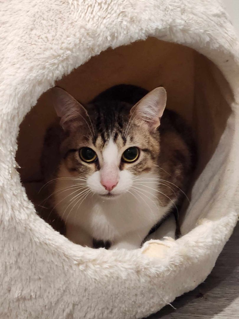 Enlarge JUAN CARLOS, a Adoptable mixed breed in HEMET, CA image 2/3