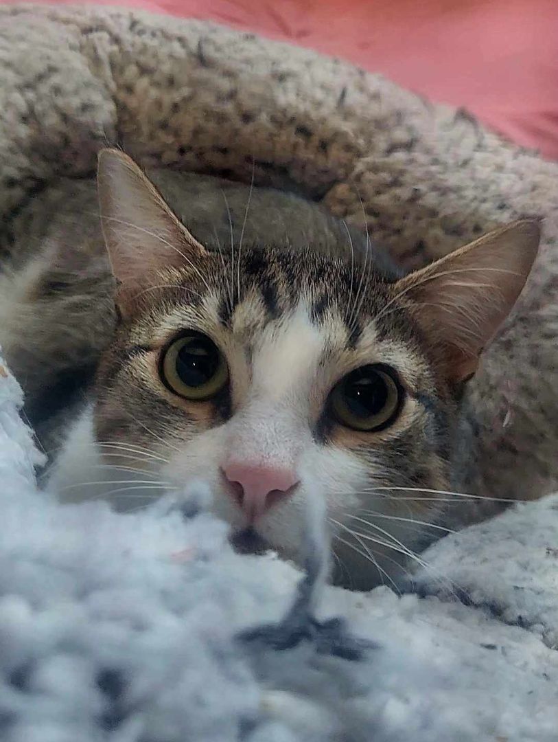 Enlarge JUAN CARLOS, a Adoptable mixed breed in HEMET, CA image 3/3