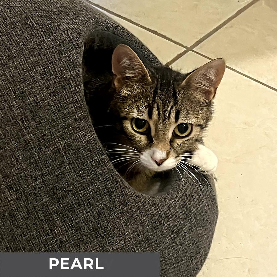 Pearl 3