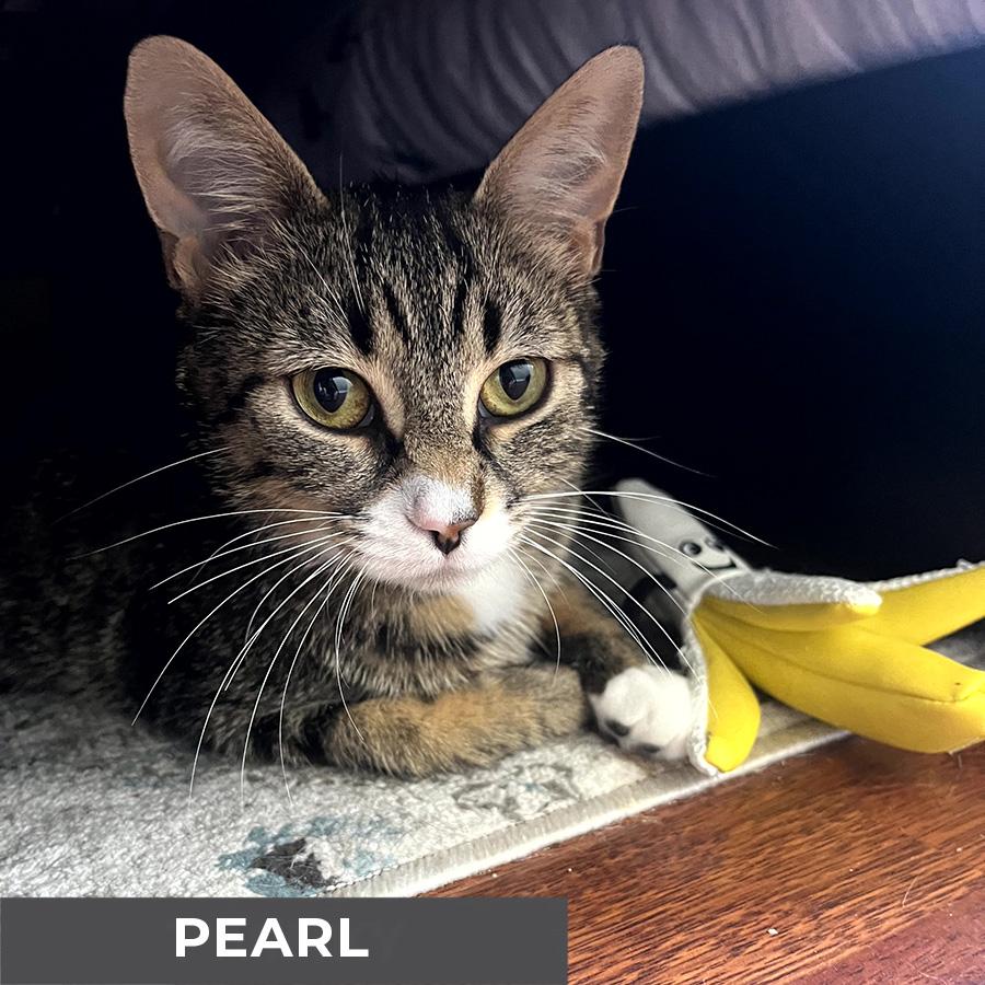 Pearl 5