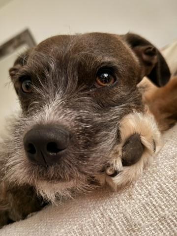 Roo, ADOPTABLE, Young Female Border Terrier & Miniature Schnauzer.