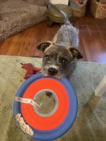 Enlarge Roo, a ADOPTABLE mixed breed in Los Angeles, CA image 2/3