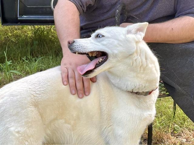 Enlarge Pandora, a ADOPTABLE Husky in East Hartland, CT image 2/2