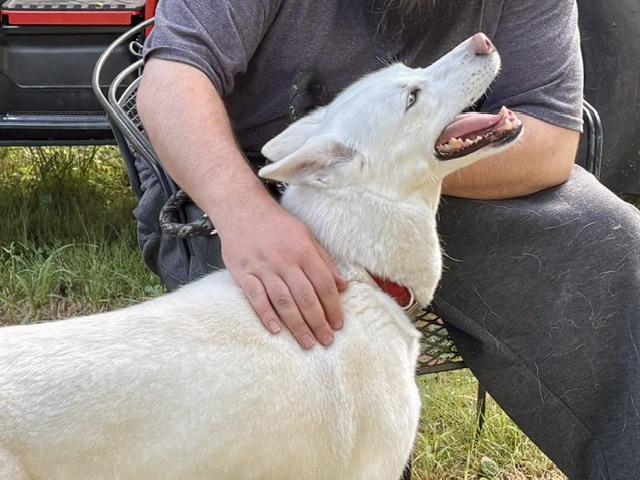 Pandora, ADOPTABLE, Adult Female Husky.