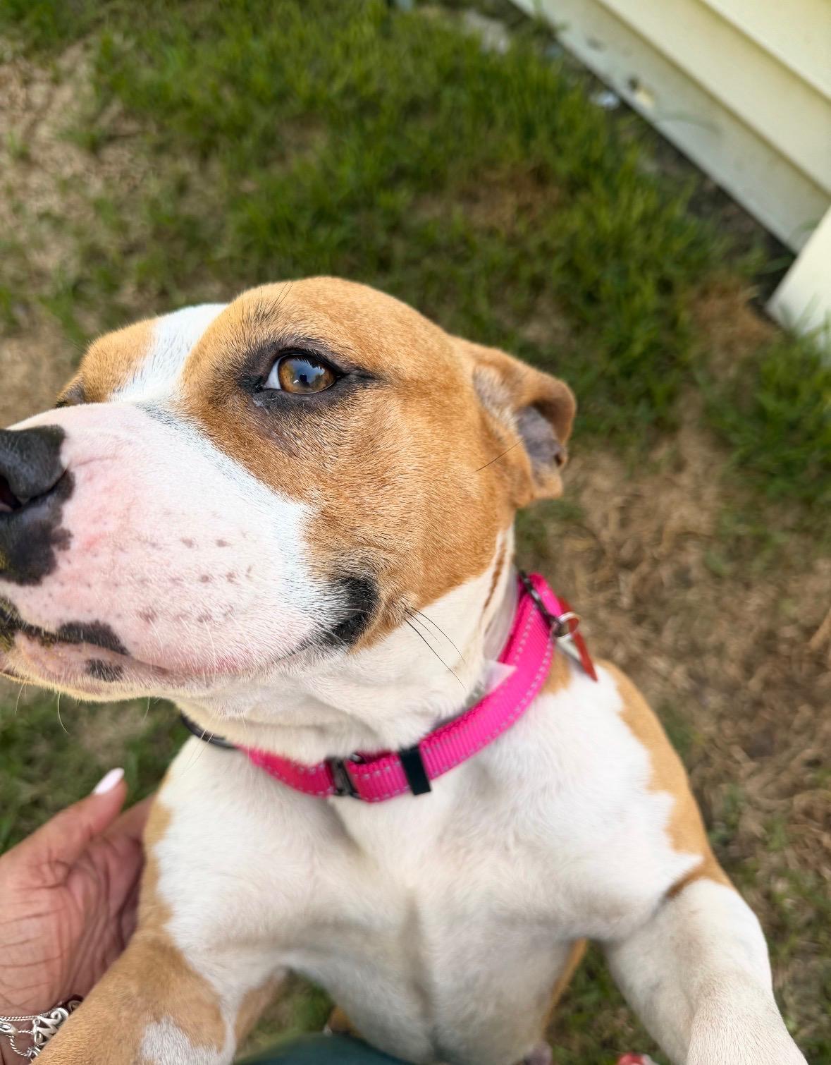 Enlarge Tilly, a Adoptable mixed breed in Clinton, NJ image 4/5