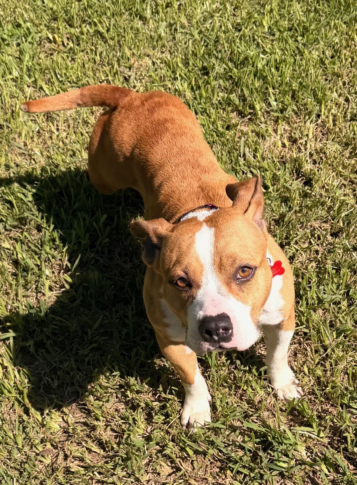 Enlarge Tilly, a Adoptable mixed breed in Clinton, NJ image 3/5