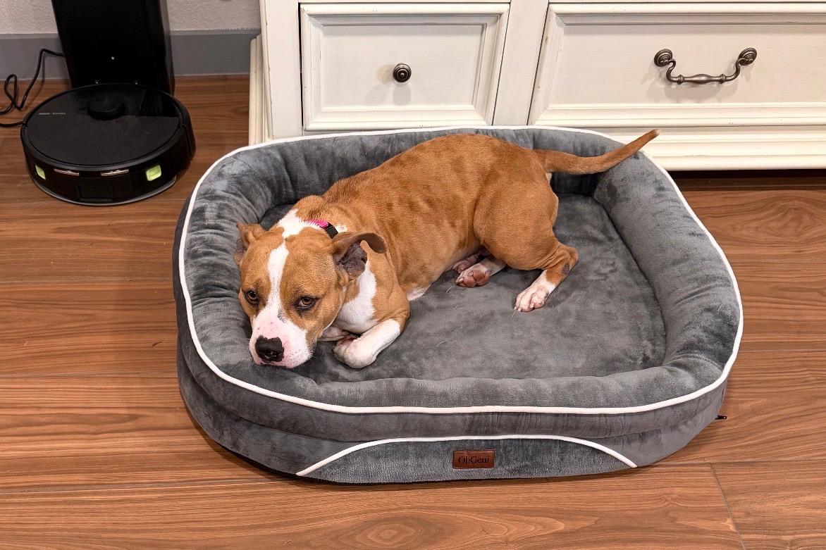 Enlarge Tilly, a Adoptable mixed breed in Clinton, NJ image 2/5