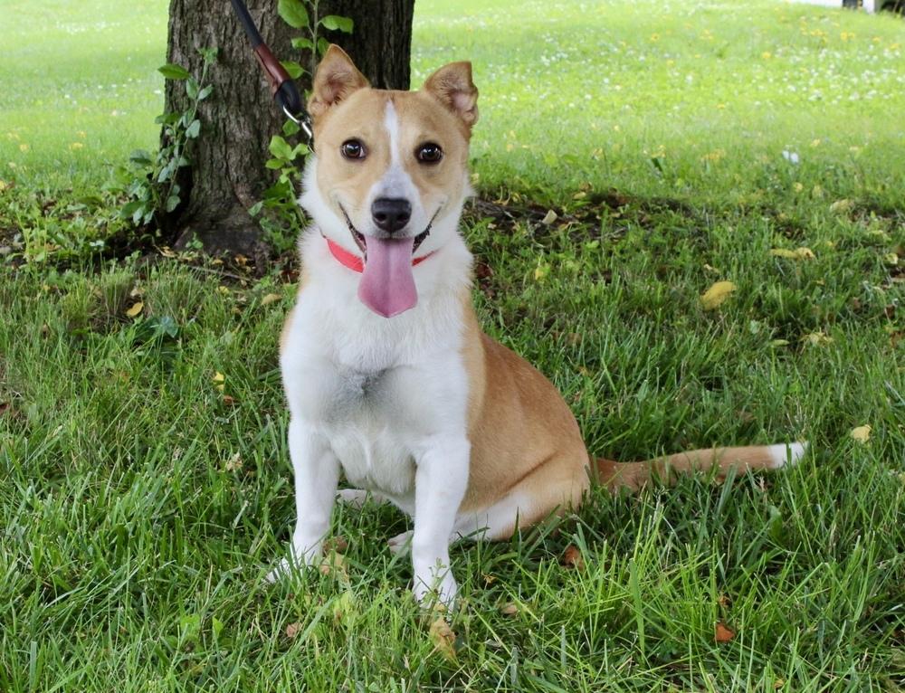 Lainey, ADOPTABLE, Young Female Corgi & Mixed Breed.