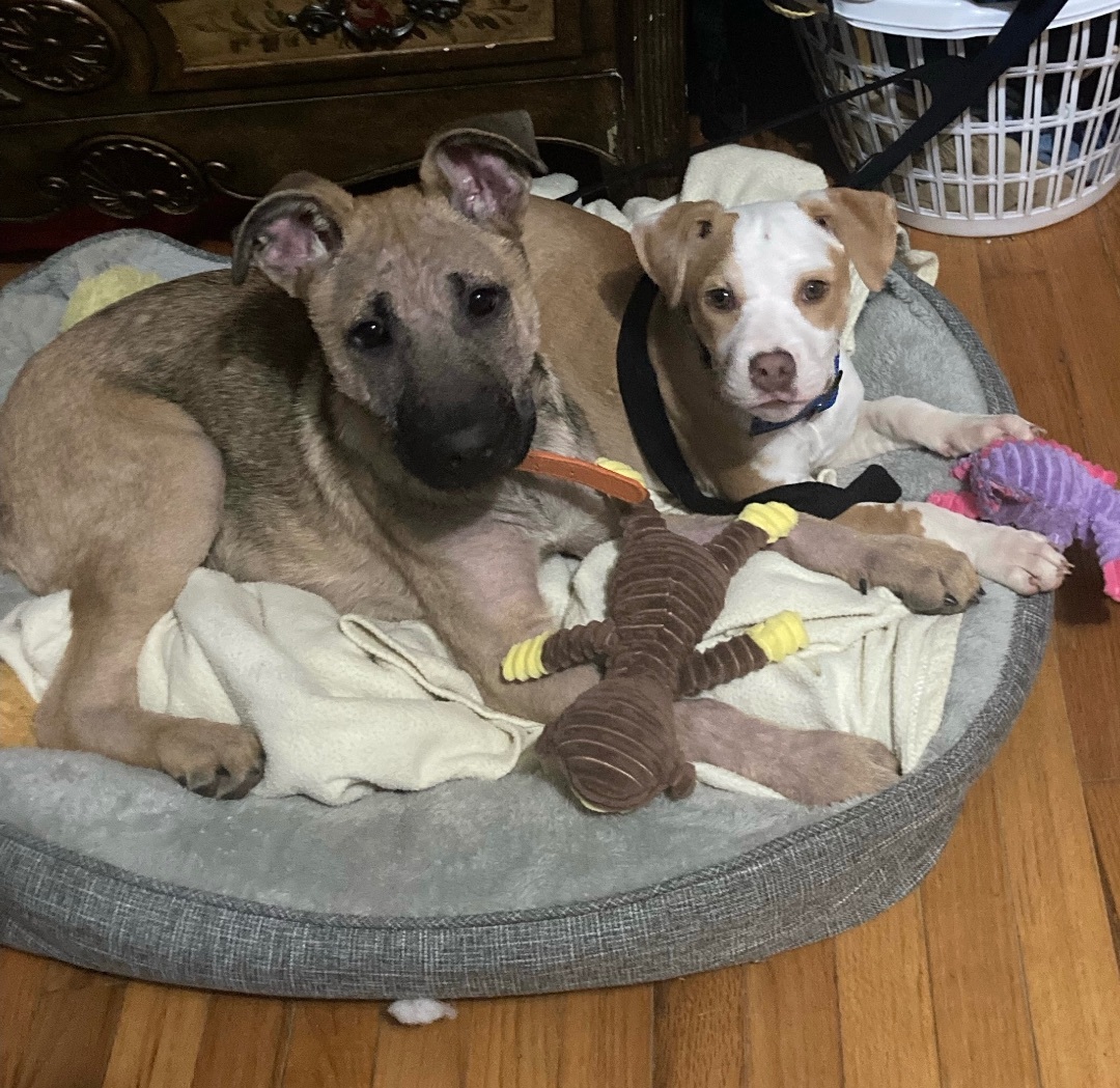 Enlarge Archie, a Adopted German Shepherd Dog in Noblesville, IN image 1/3