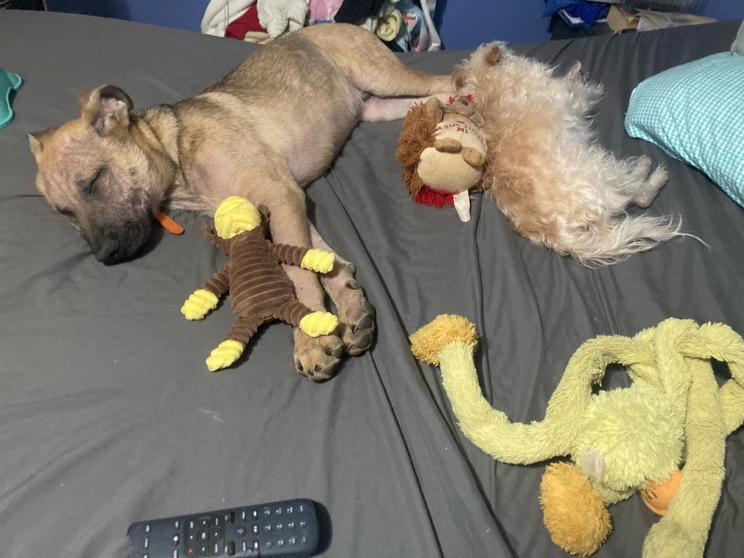 Enlarge Archie, a Adopted German Shepherd Dog in Noblesville, IN image 2/3