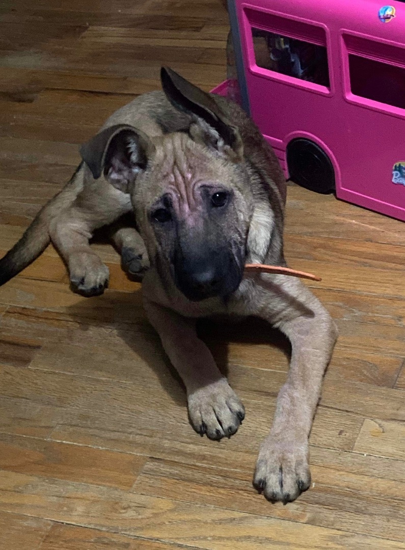 Enlarge Archie, a Adopted German Shepherd Dog in Noblesville, IN image 3/3