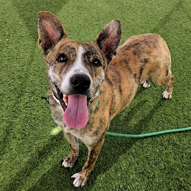 OASIS, Adoptable, Adult Female Pit Bull Terrier & Dutch Shepherd.