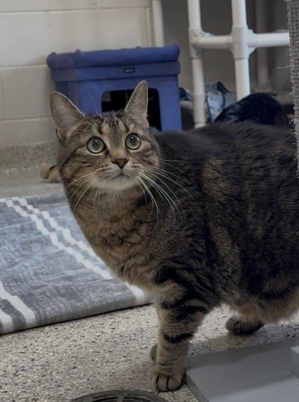 Shabot, Adoptable, Adult Male Domestic Short Hair.