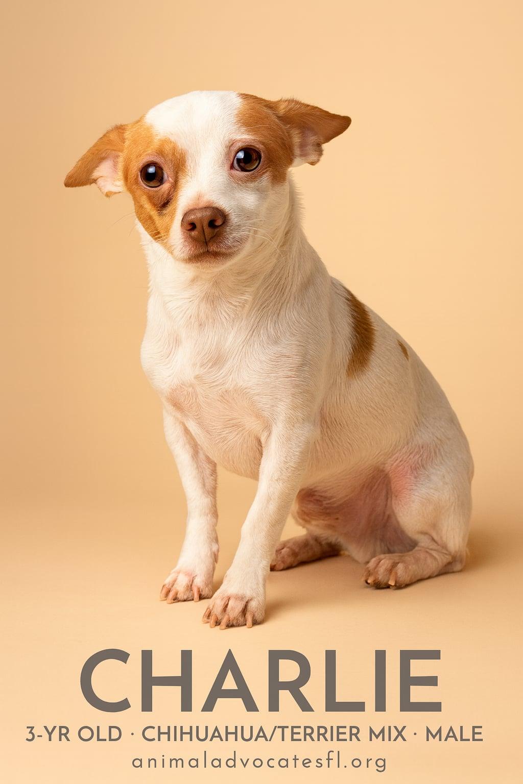 Charlie, Adoptable, Adult Male Chihuahua & Terrier.
