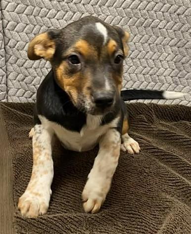 Enlarge Poppyseed, a Adoptable mixed breed in Lampasas, TX image 1/1