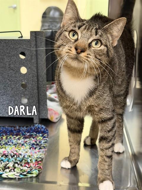 DARLA, Adoptable, Young Female Domestic Short Hair.