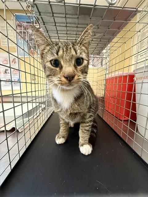 DARLA, Adoptable, Young Female Domestic Short Hair.