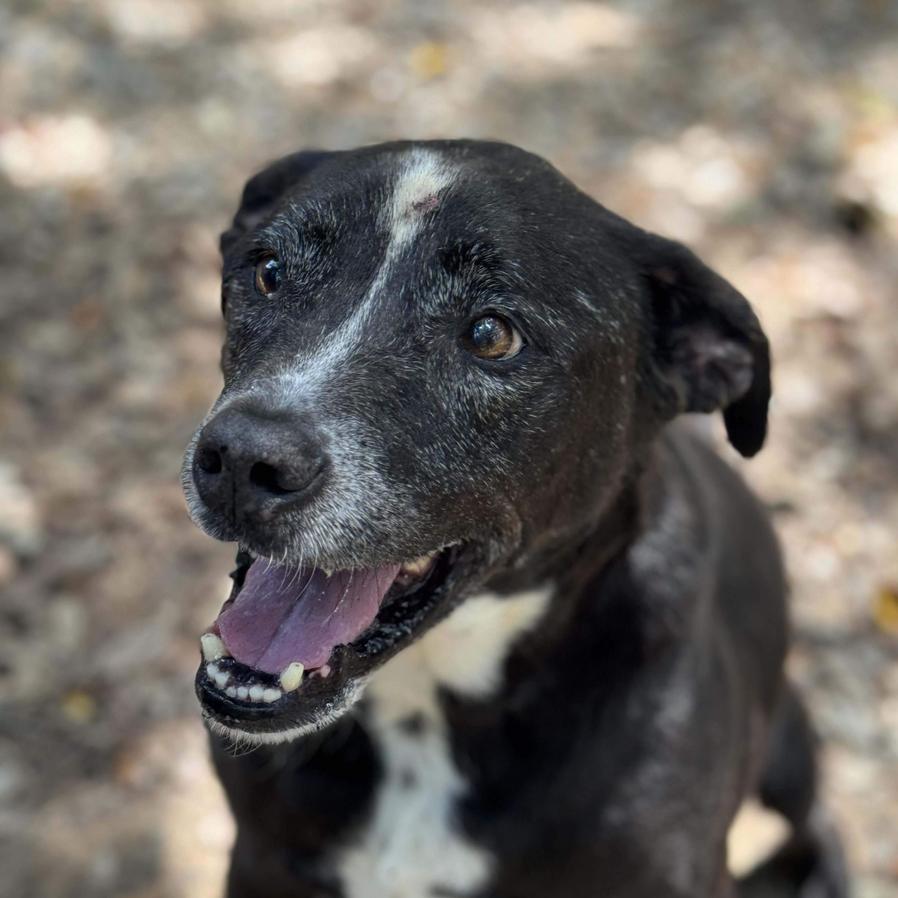 Enlarge Thelma, a Adoptable mixed breed in Mobile, AL image 1/5