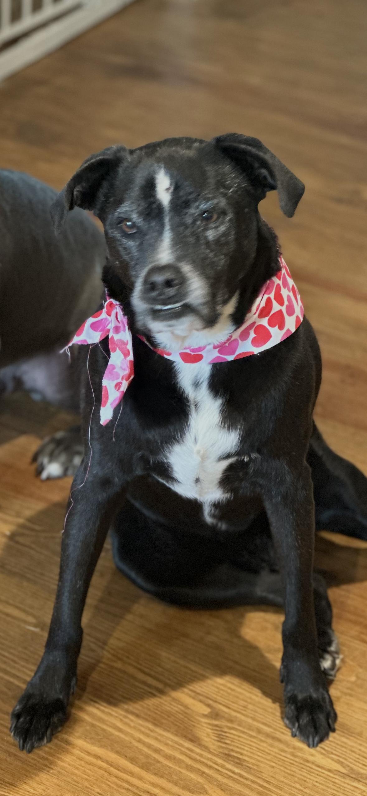 Thelma, a Adoptable mixed breed in Mobile, AL image 2/6