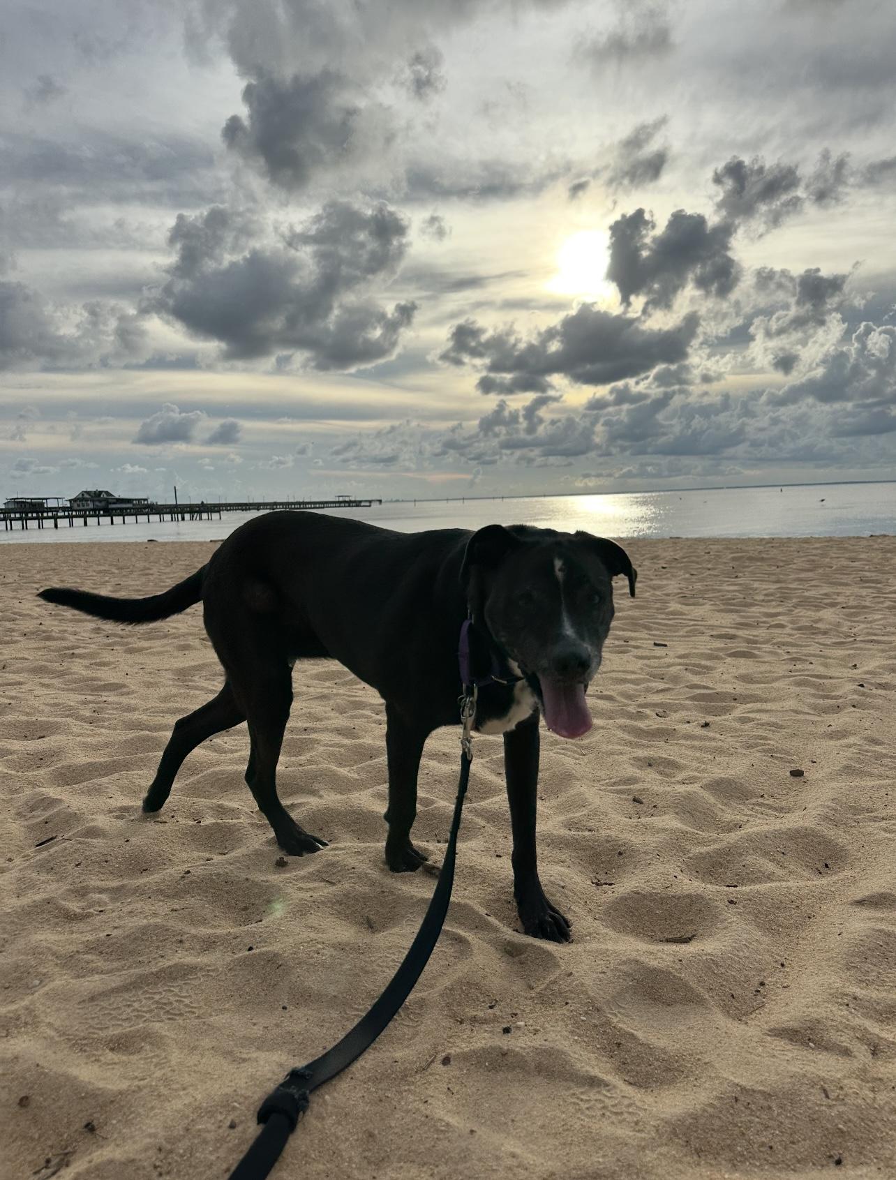 Thelma, a Adoptable mixed breed in Mobile, AL image 5/6